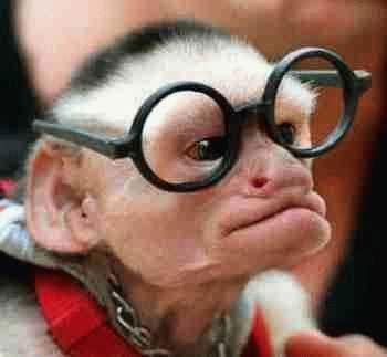 Nerd Monkey