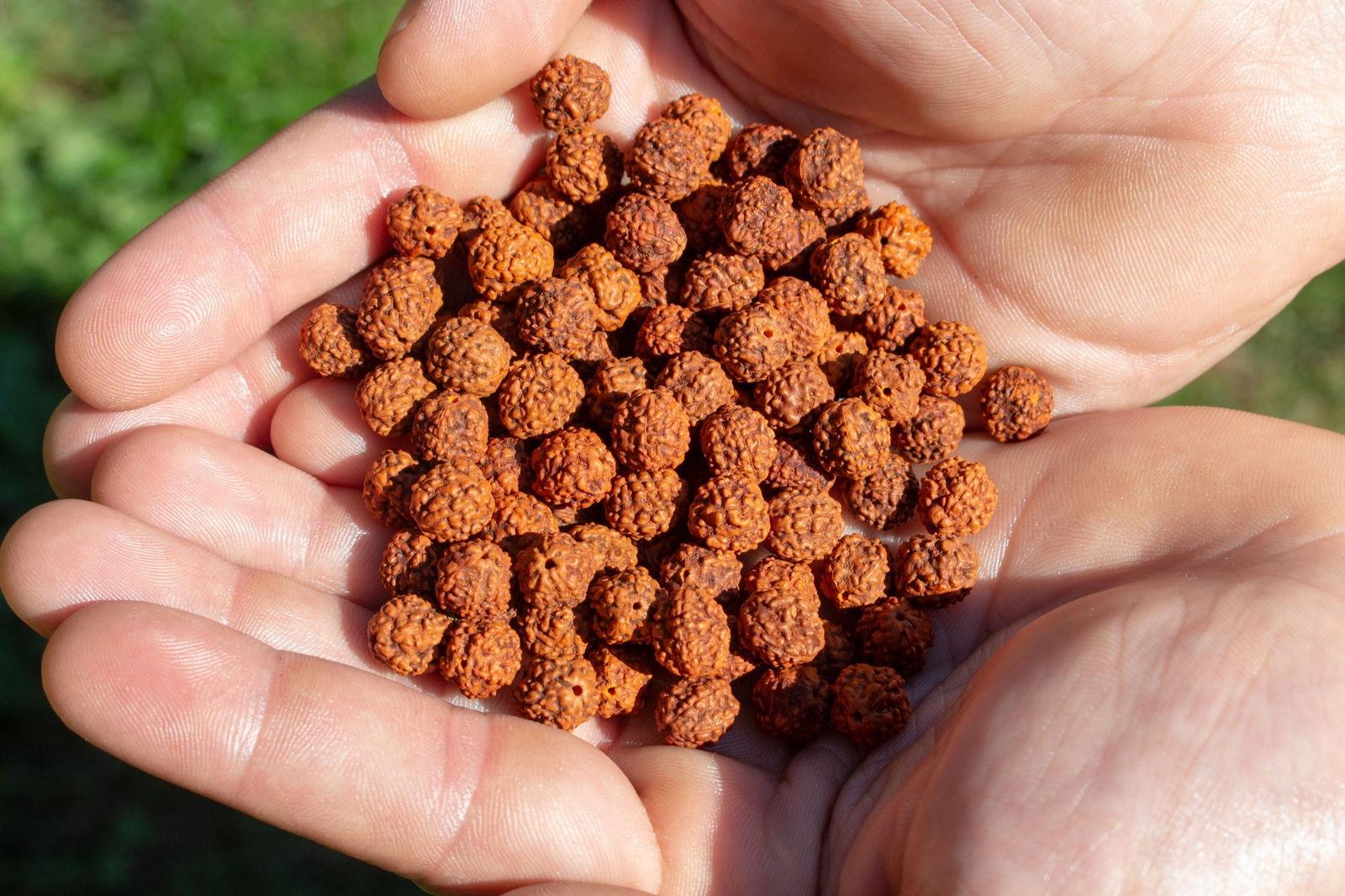 Rudraksha Chandel