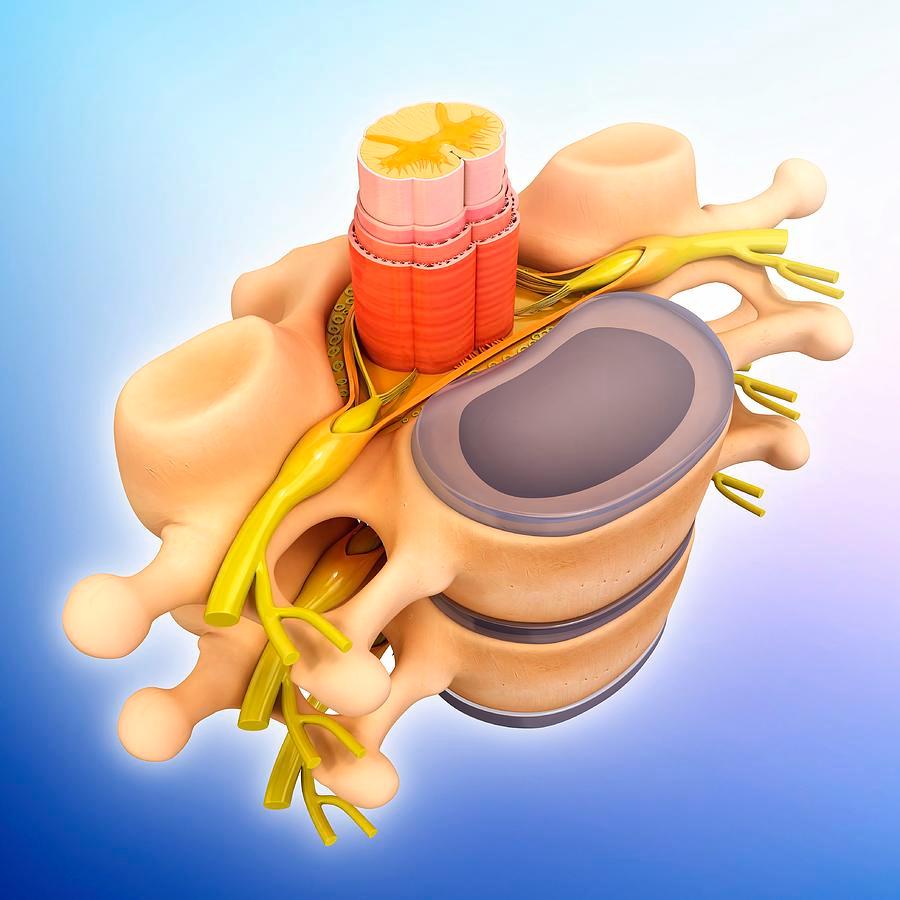 Spinal-Chord