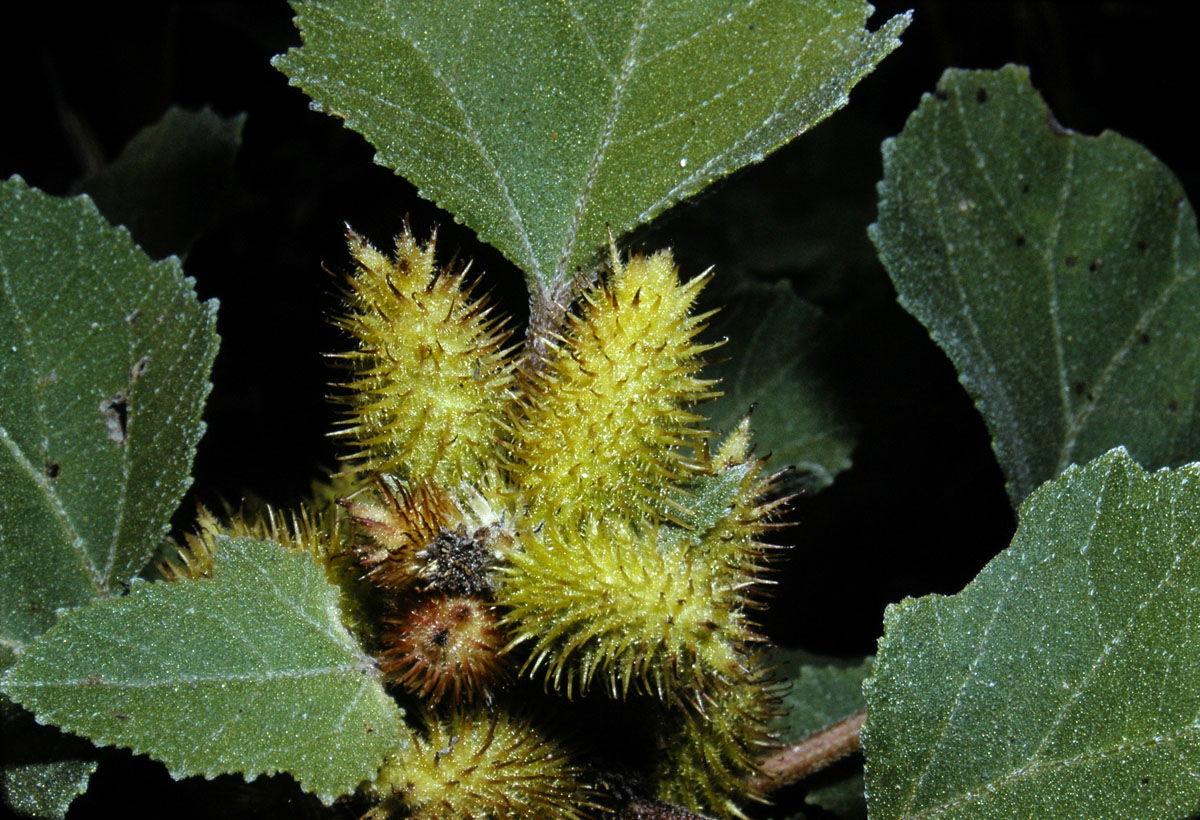 Xanthium